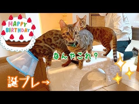 ベンガル三兄弟に1歳の誕生日プレゼントをあげたら大興奮してくれた！