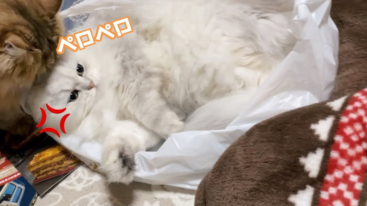 【ペルシャ猫】怒るペルシャ猫！中年夫婦がわかりやすく解説！間違ってたらごめんね！