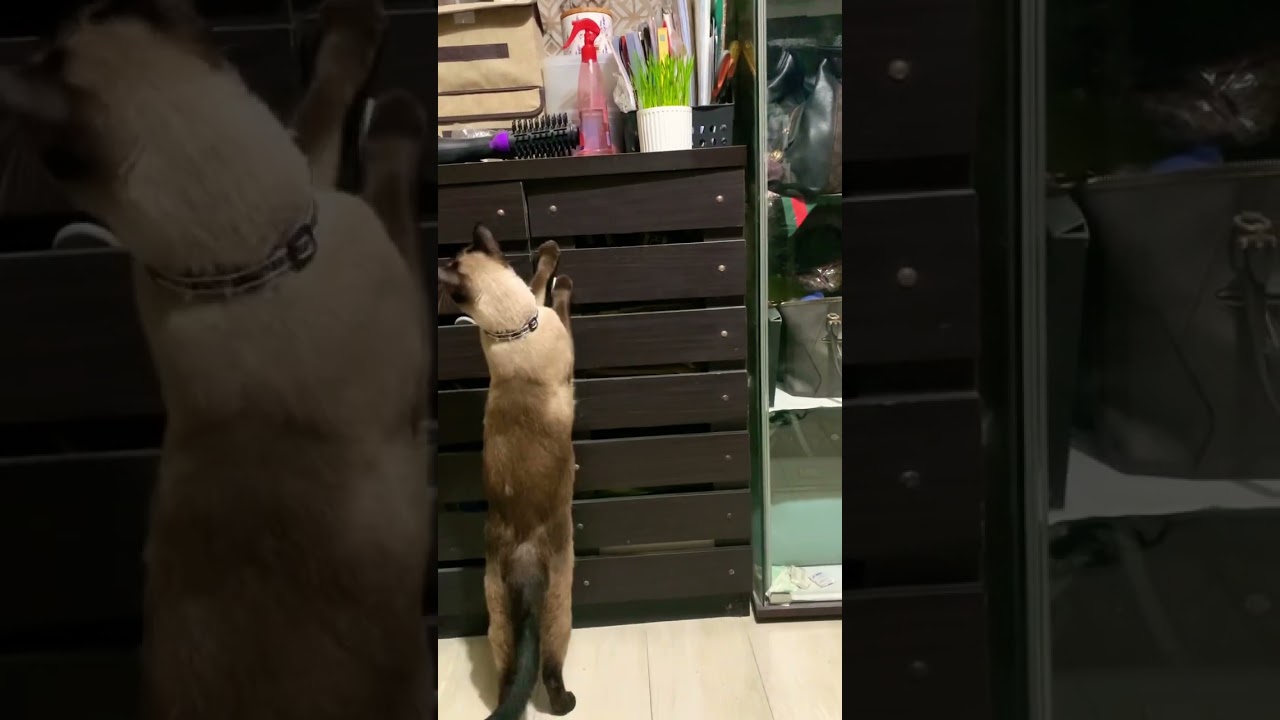 Can someone hand me my grass please! I can’t reach it!👀✨ #shorts