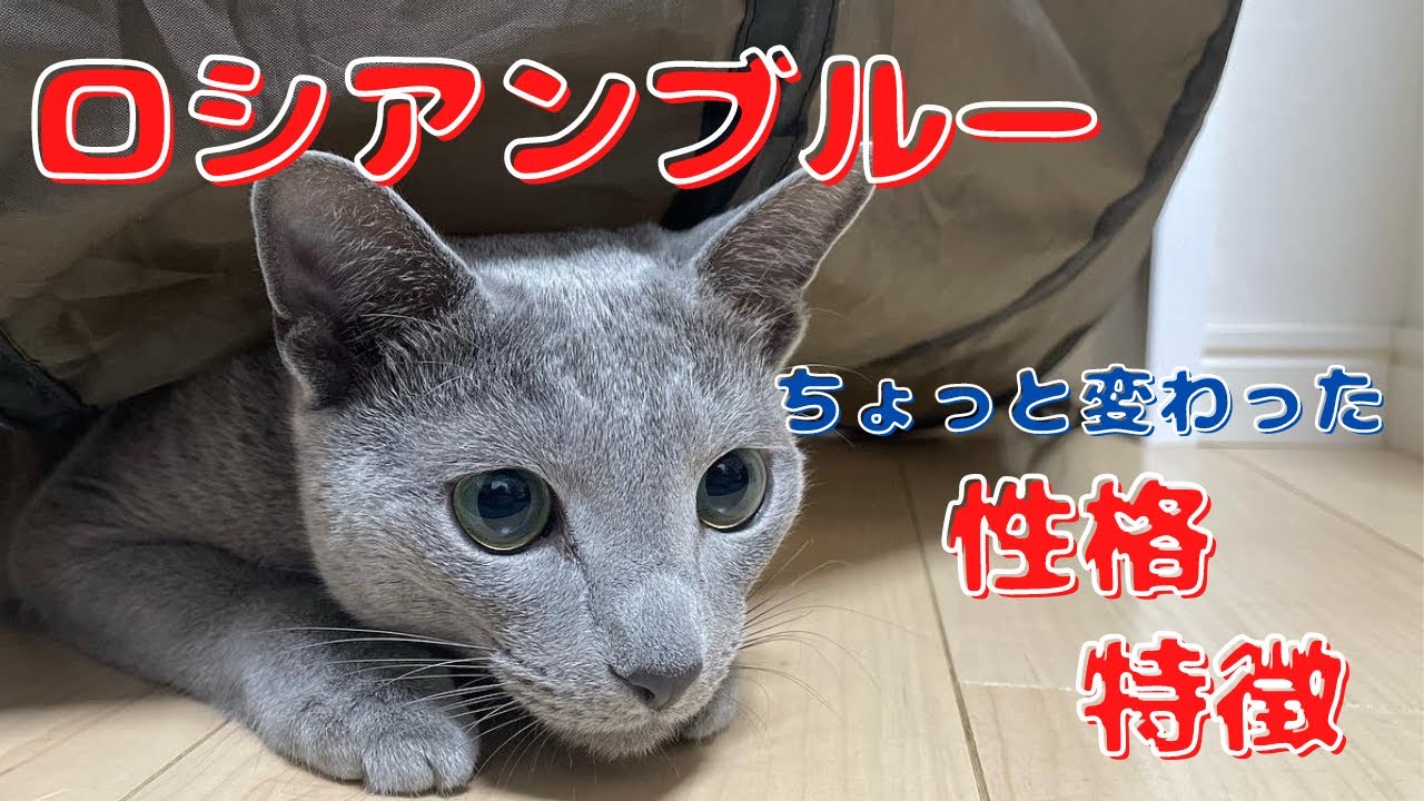 ウチに来てくれたロシアンブルーはこんな感じ。性格＆特徴『クセ強８選』