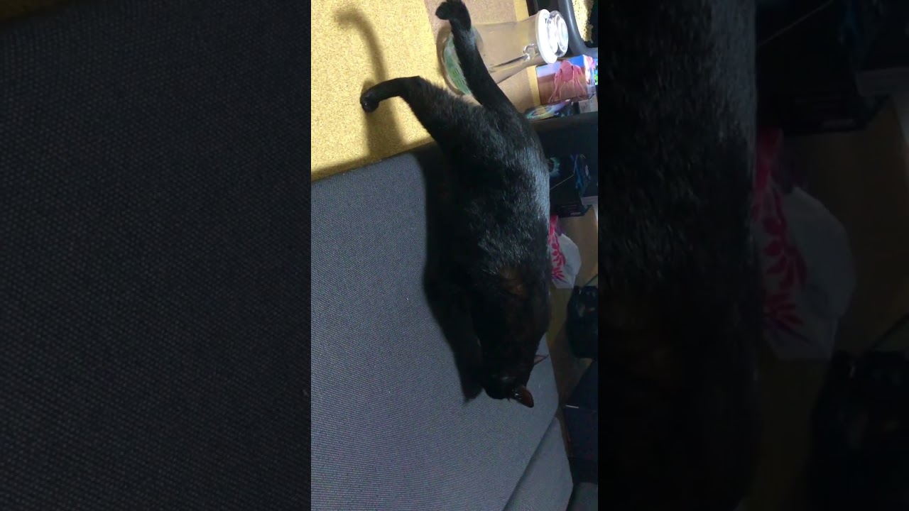 【保護猫あも】2022.09.27の様子② #shorts