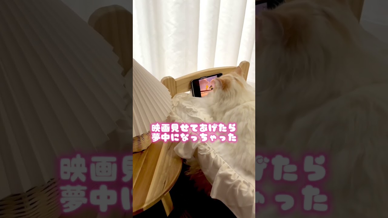 映画見る猫🐱 #cat #猫 #kitten #kucing #マンチカン #ミヌエット