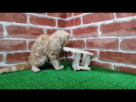 No540582　セルカークレックス