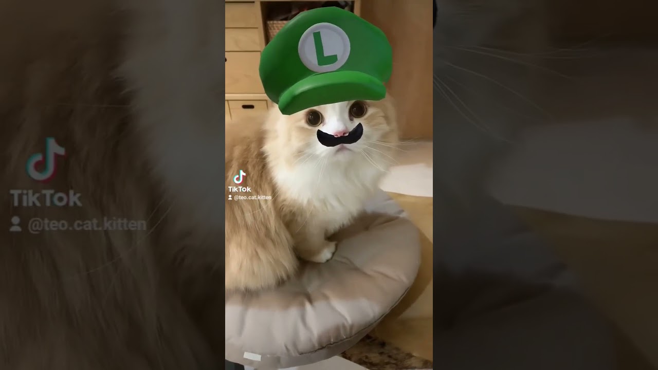 猫ルイージにしたら可愛すぎた🐾　#ルイージ #scottishfold #cat #スコティッシュフォールド #猫 #scottishstraight #猫のいる暮らし #スコティッシュストレート