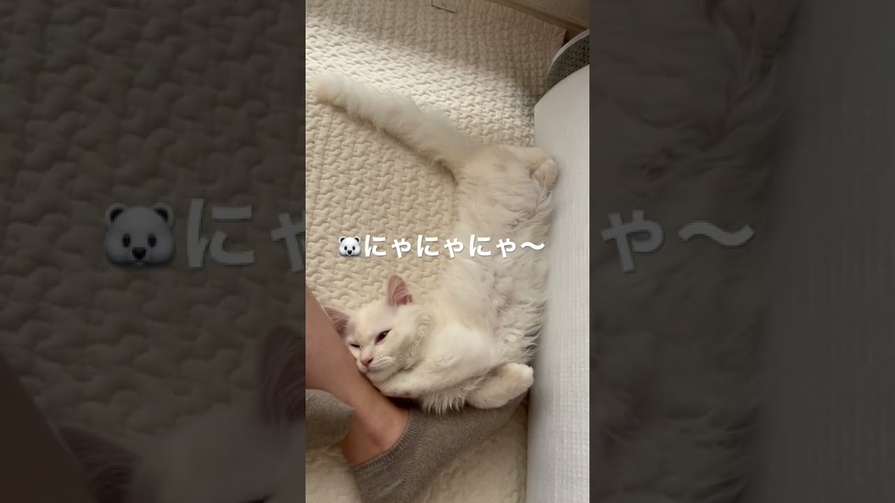 【サイベリアン子猫】飼い主の足を枕にして寝る子猫【白猫】#shorts #サイベリアン #子猫 #子猫お迎え #白猫