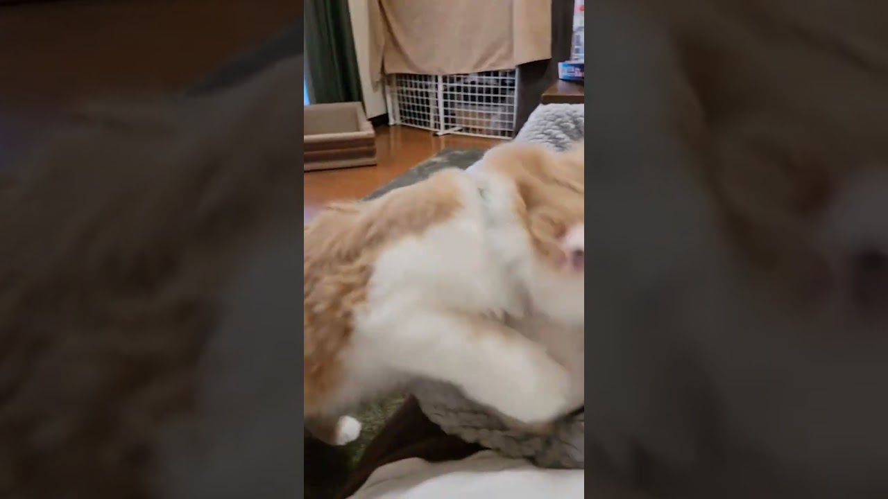 【子猫】一緒に行きたい猫#ラガマフィン #猫動画 #shorts