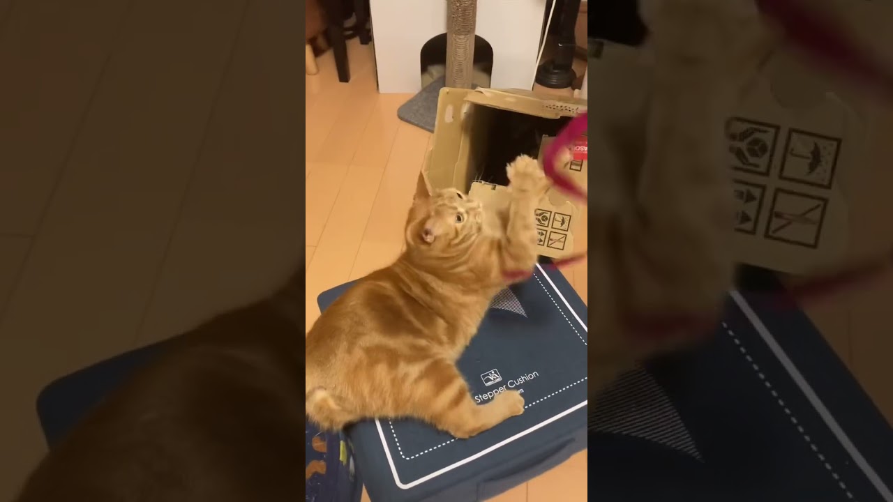 左手取れない れん 猫 紐遊び アメリカンショートヘアー cat