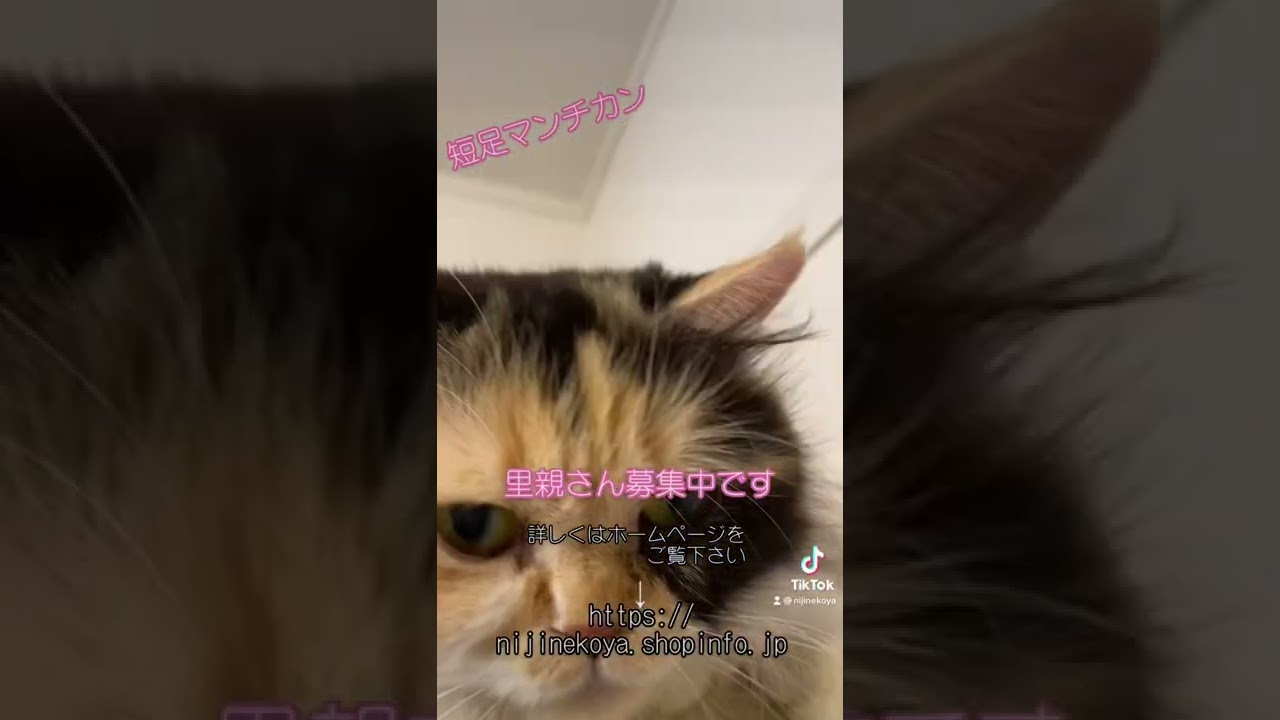 マンチカンの里親募集中です#マンチカン#里親募集中