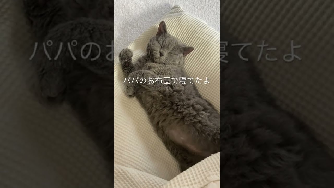 お昼寝でもしっかり布団で寝る猫🥰#shorts #セルカークレックス #cat #猫 #selkirkrex #お昼寝