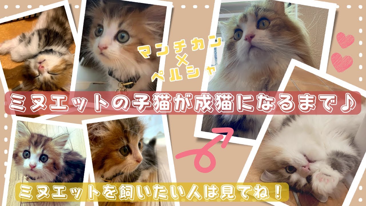 ミヌエットの子猫が大人（成猫）になるまで♪ミヌエットを飼いたい人は見てね！【２か月から１歳】短足マンチカン×ペルシャ
