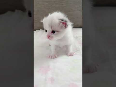 ラグドール 両親外産 珍しい色 レベル高い シールリンクスポイントバイカラー（ロングヘアー）