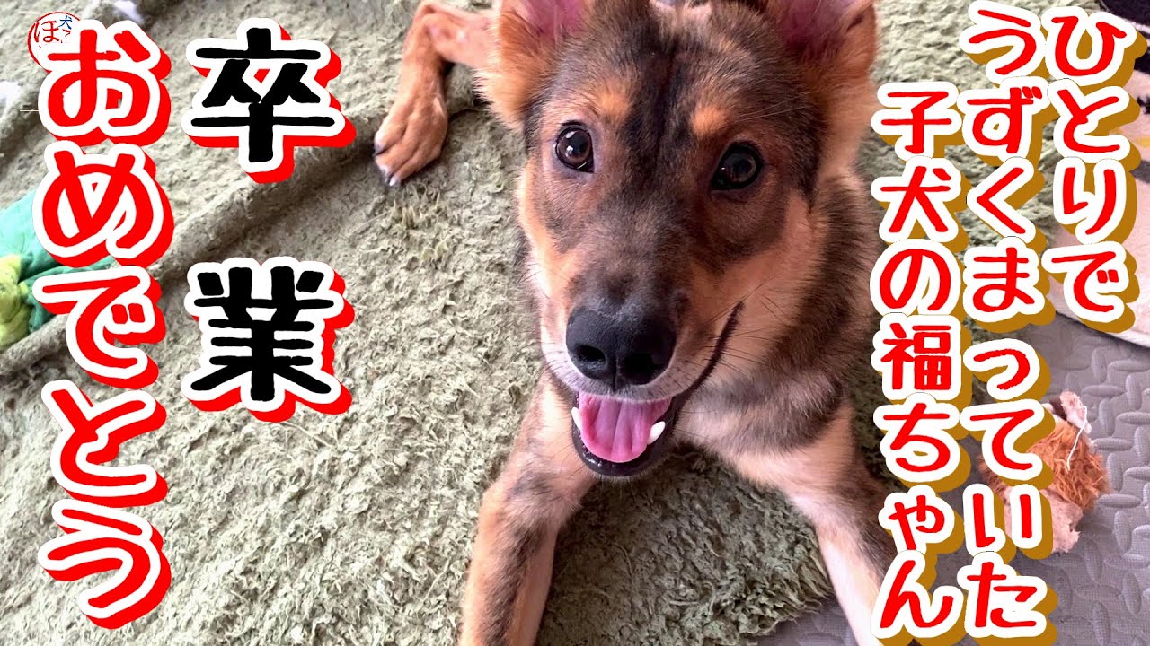 【子犬　保護犬　子猫】　ひとりでうずくまっていた子犬だった福ちゃん　本日卒業！