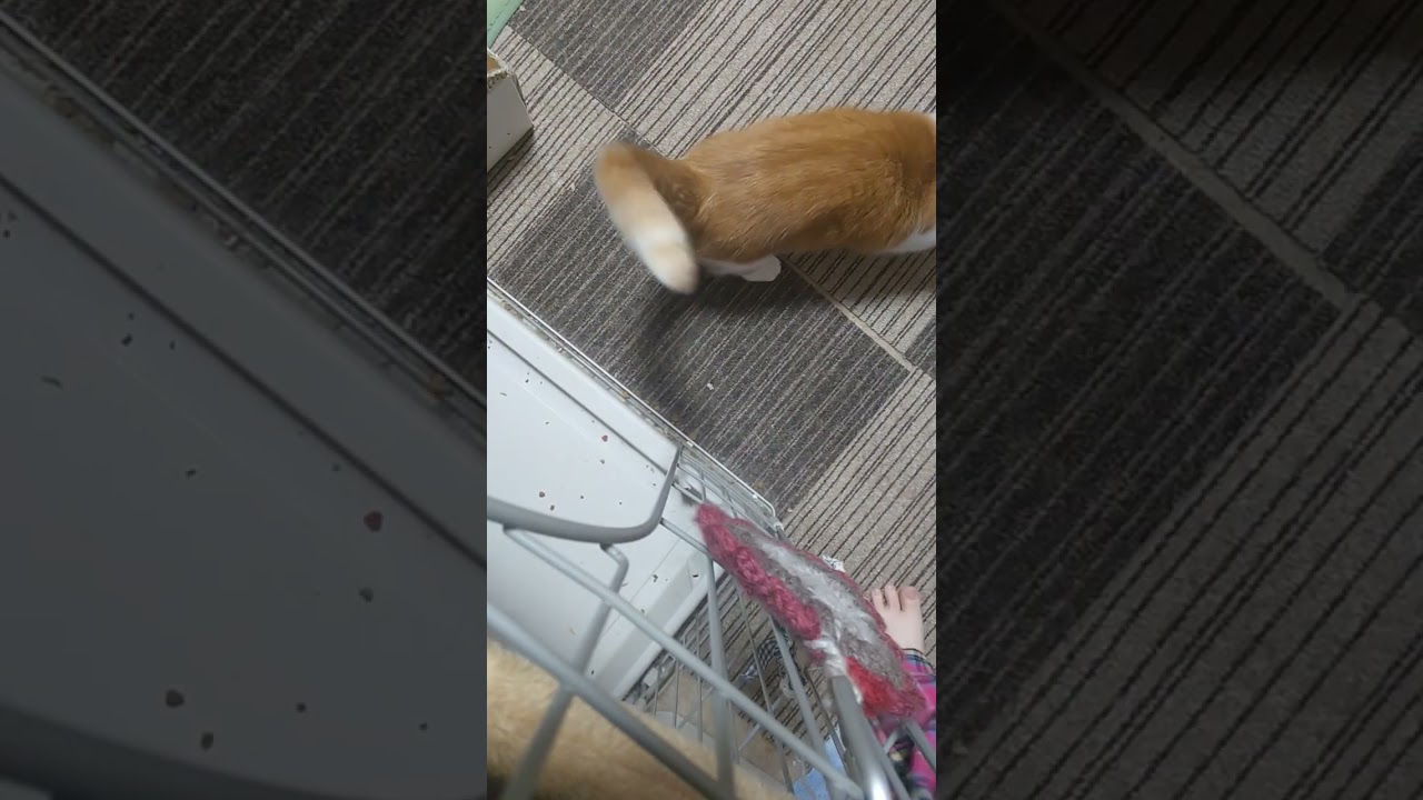 23/1/10腹ペコ晩御飯🌃🍴 #cat #猫 #abyssinian #アビシニアン #キジトラ #短足マンチカン #shorts