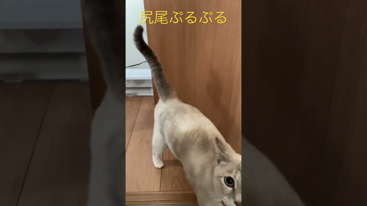 猫の尻尾ぷるぷる　#猫  #cat  #シャムトラ  #シャムミックス  #shorts