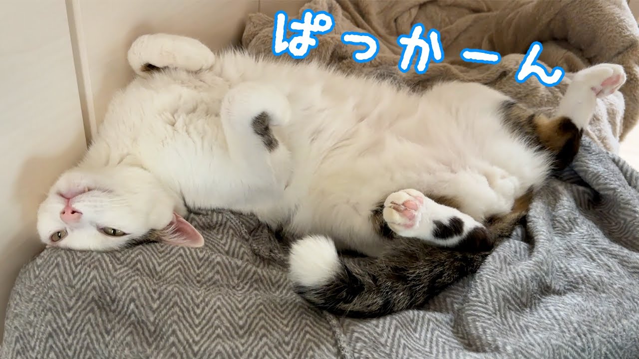 寒い日でも仰向けパッカーンで寝る猫チロさん