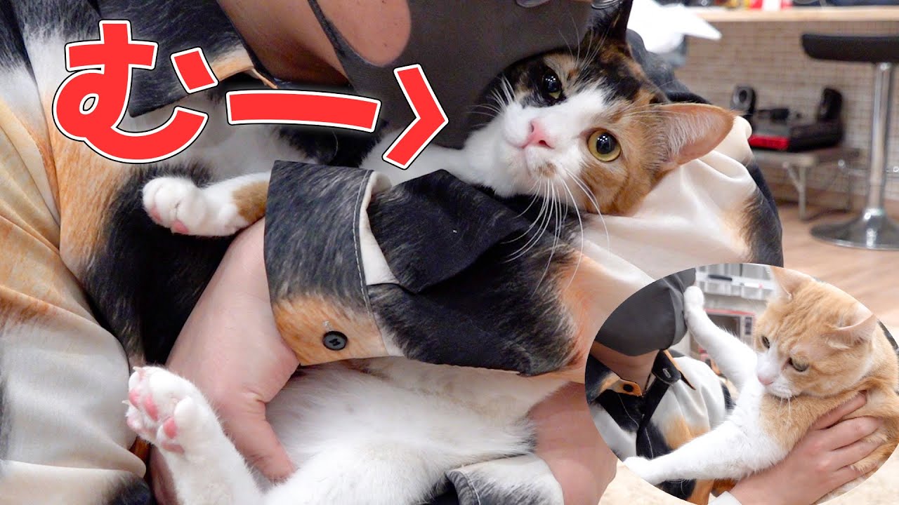 子猫を抱っこするたびに鳴る音が可愛すぎましたwwww