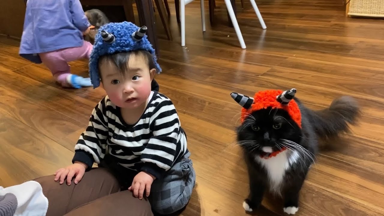 節分を楽しむ猫　ノルウェージャンフォレストキャット　ラガマフィンA cat enjoying Setsubun. Norwegian Forest Cat. Ragamuffin.