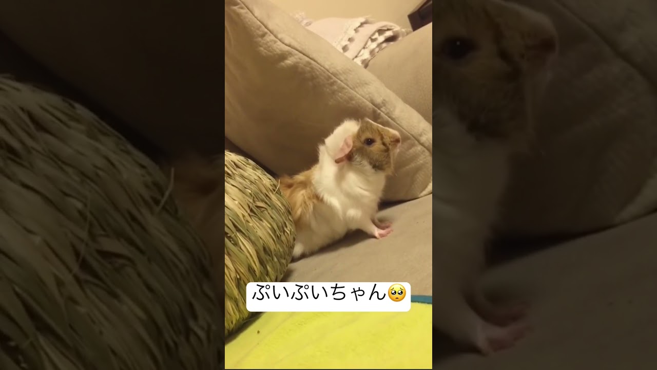 まだ赤ちゃんの頃🥺 #モルモット #モルモットのいる暮らし #小動物 #モルモット好きな人と繋がりたい