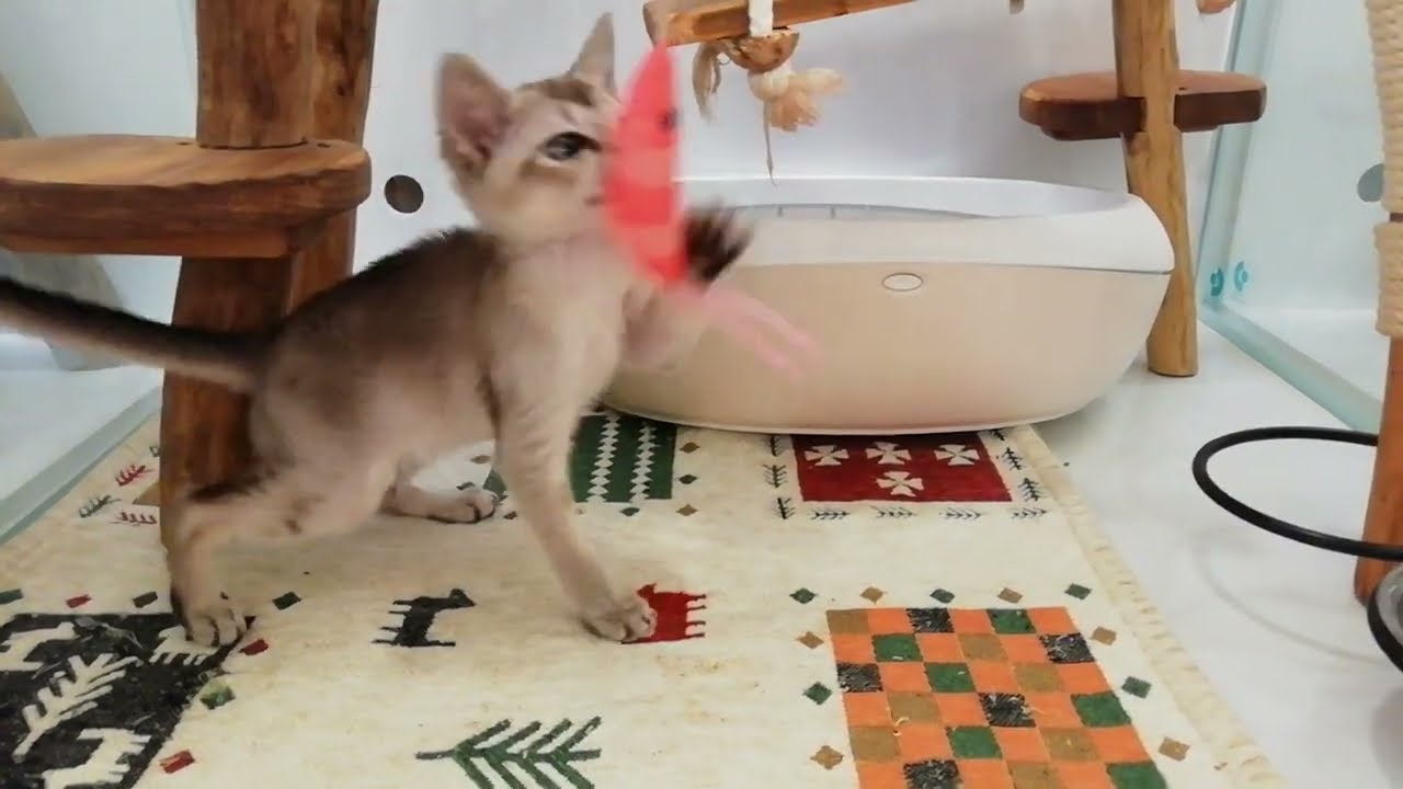 シンガプーラ 女の子 2022/8/6生まれ