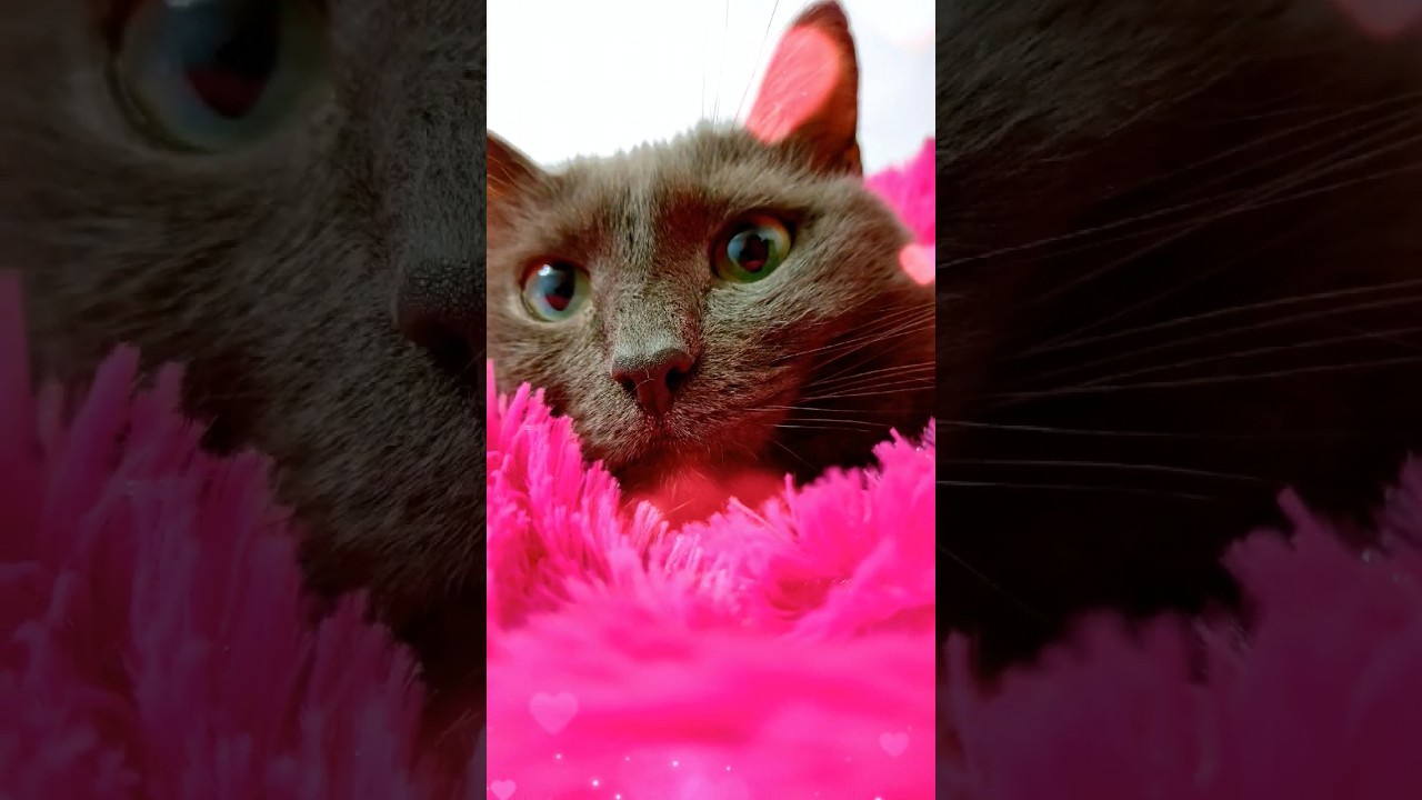 #кошка #shortvideo