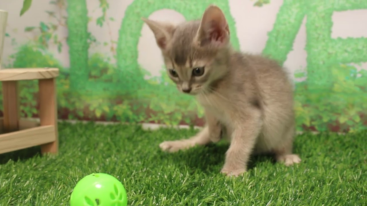 Coo&RIKU　No591105　アビシニアン