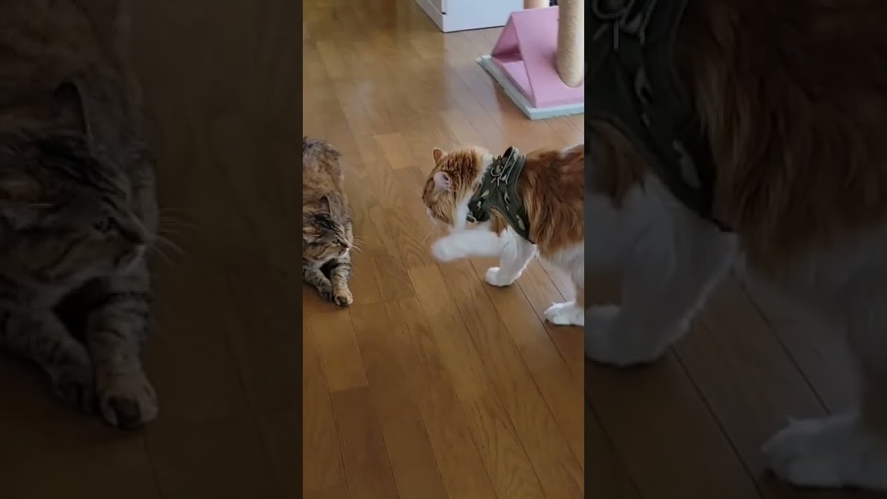 ラガマフィン　突撃