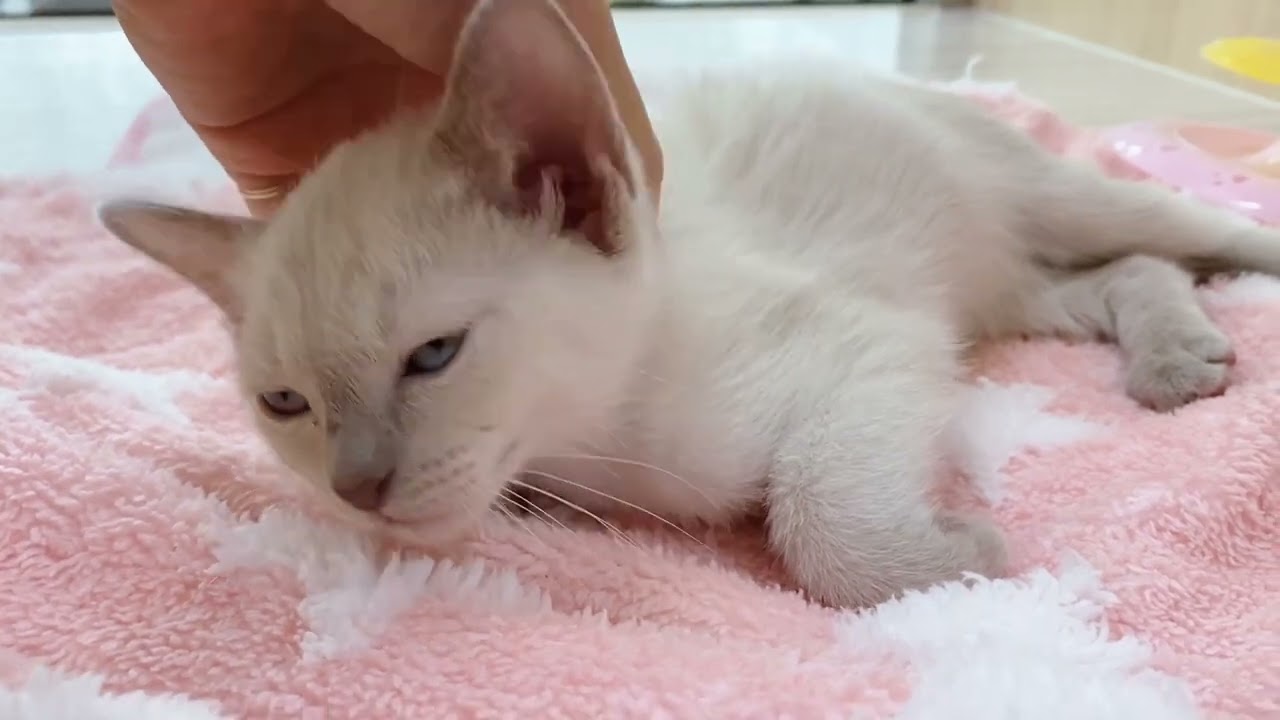 2/2マッサージにうっとりな表情♡トンキニーズちゃん♡