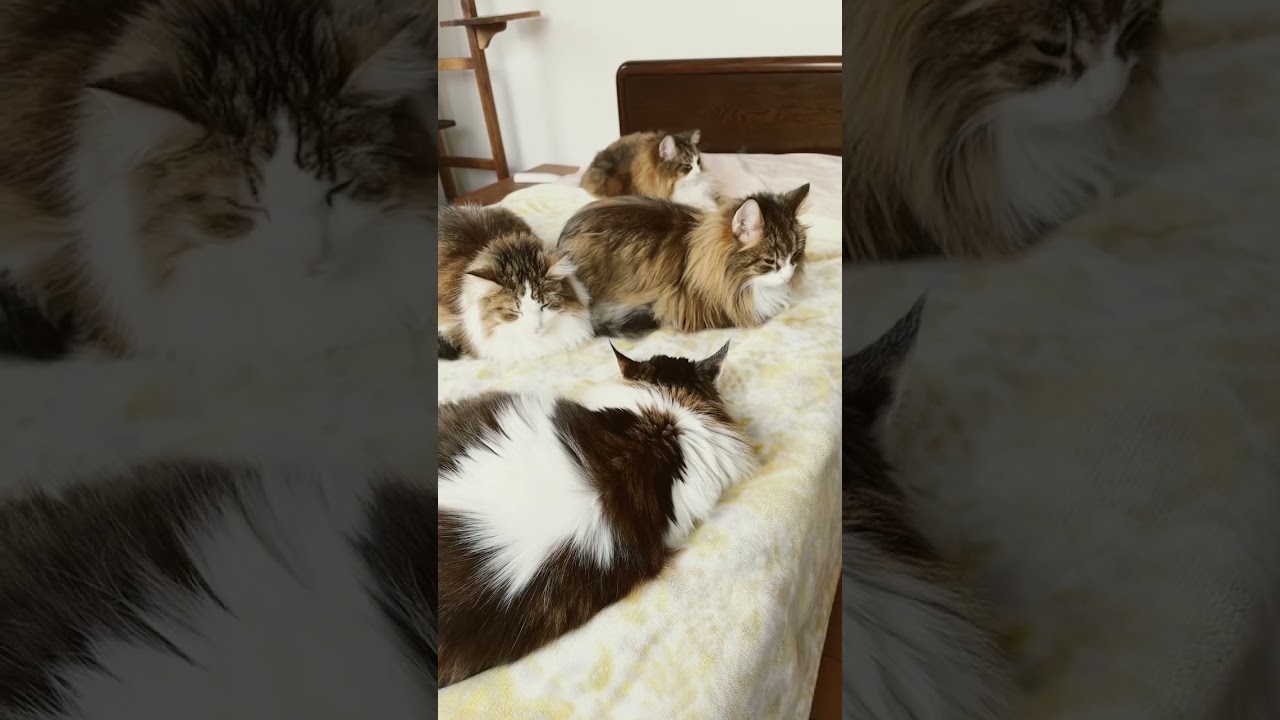午前の昼寝#shorts #cat #ノルウェージャンフォレストキャット #norwegianforestcat #ノル猫5にゃんねる