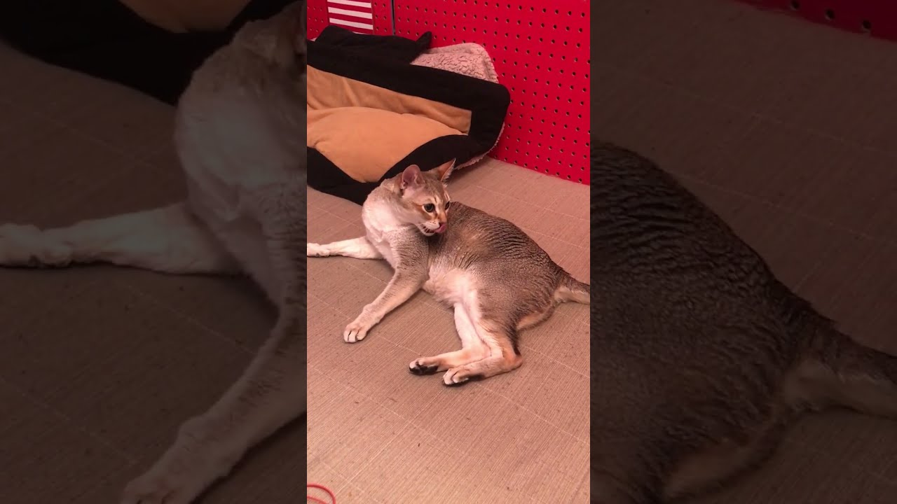 たぬき猫にクンクンされちゃうシンガプーラなのにゃ♪