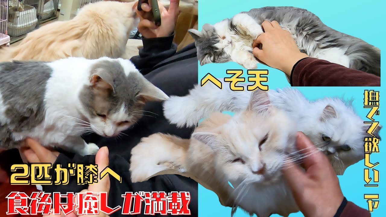 食後の保護猫カフェ猫でルームツア総勢20匹がへそ天や膝乗り猫に癒される（猫の木）十三駅　Healed by 20 cats after dinner