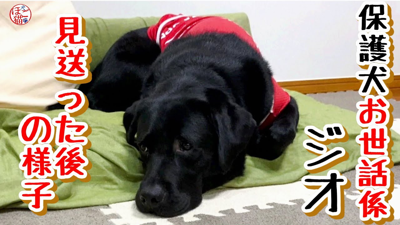 【子犬　保護犬　子猫】　福ちゃんが巣立った後