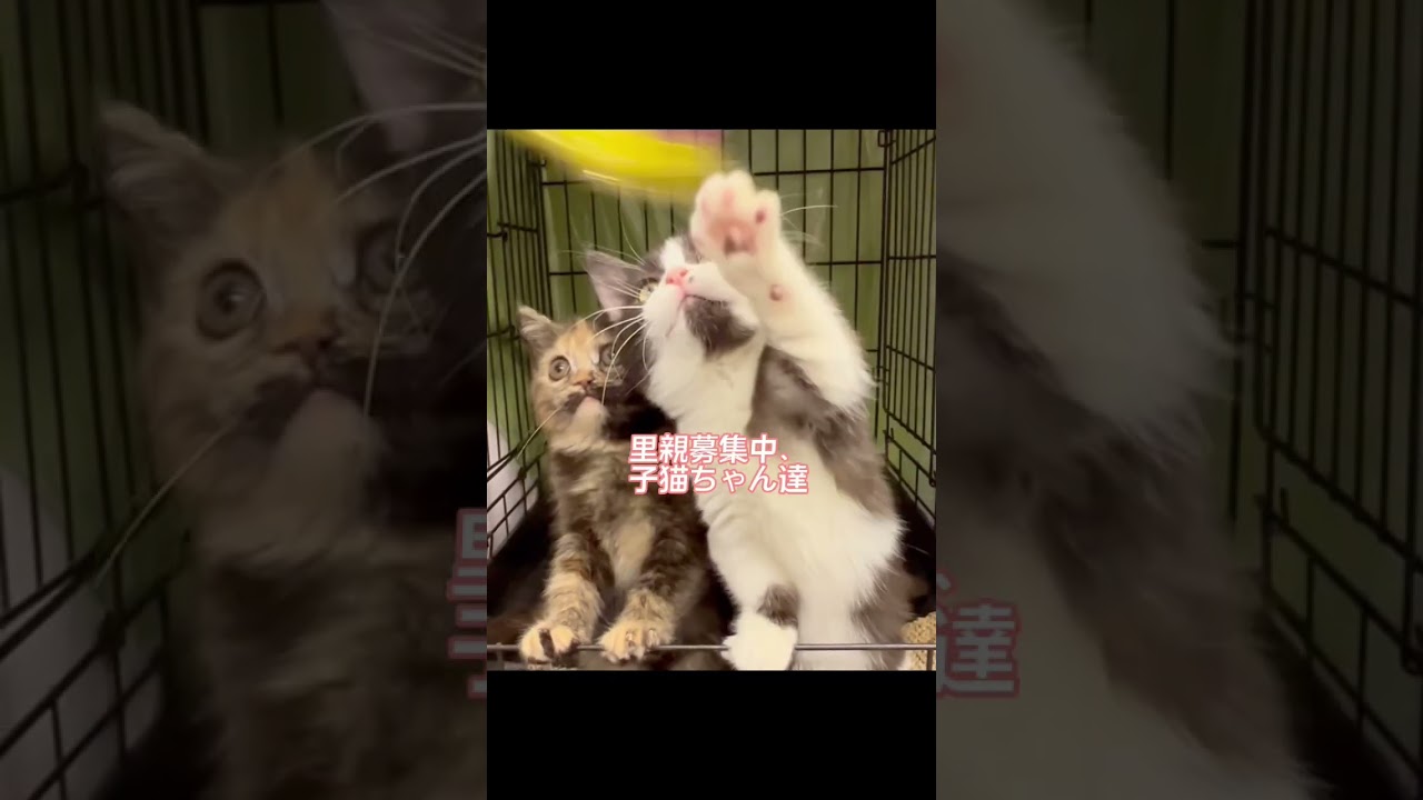 #里親募集中 #マンチカン 子猫ちゃん達　アゴはネコ