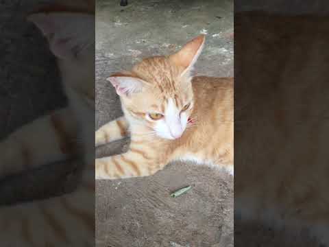 BROWN CAT SLEEPY, BROWN TIRED, CUTE CAT VIDEO TO CHEER UP MY DAY, Cat Life Compilation #316
