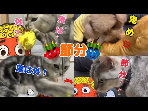 犬と猫たちと過ごした2023年の節分も楽しかったです！♡