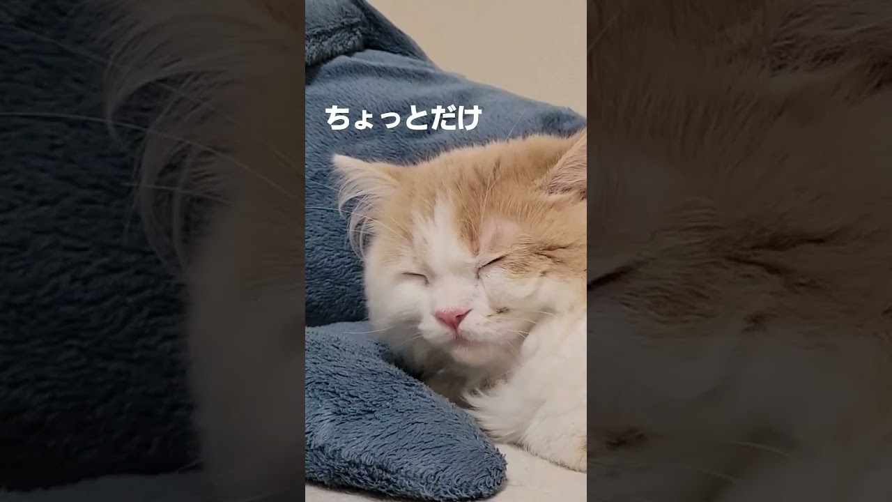 【子猫】シンデレラボーイしらたま#ラガマフィン #猫動画 #shorts #シンデレラボーイ