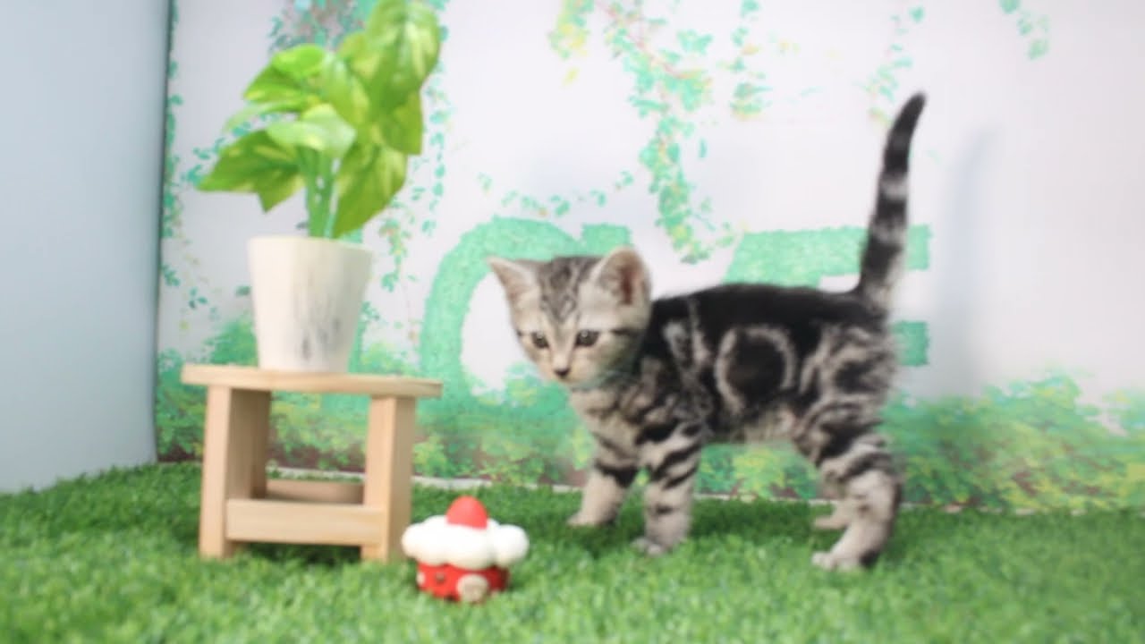 Coo&RIKU　No617538　アメリカンショートヘアー