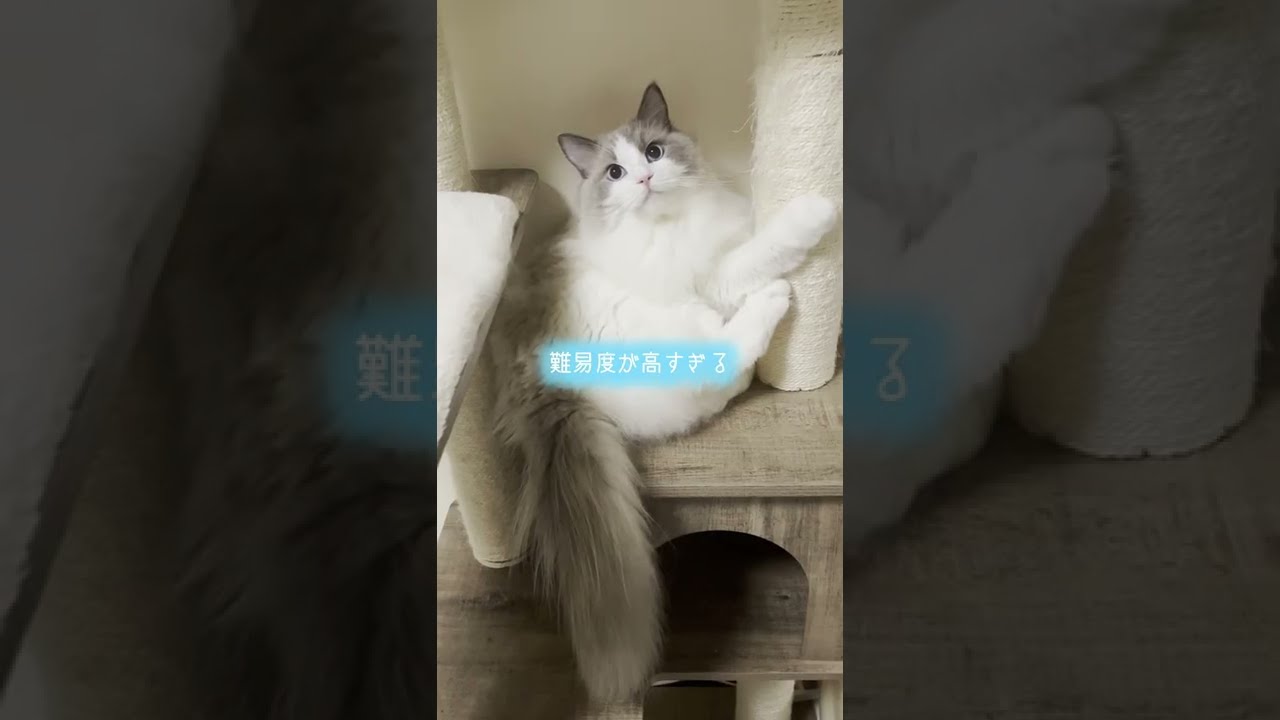 Wallermanを歌う猫【ラグドール】【かわいい】#shorts