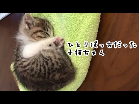 亡くなったお母さんの横で鳴き続けた子猫