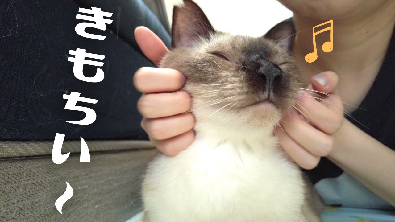 フェイシャルマッサージでとろけちゃう元野良の保護猫に癒される…【シャム猫/シャムミックス・ノルウェージャンフォレストキャット】