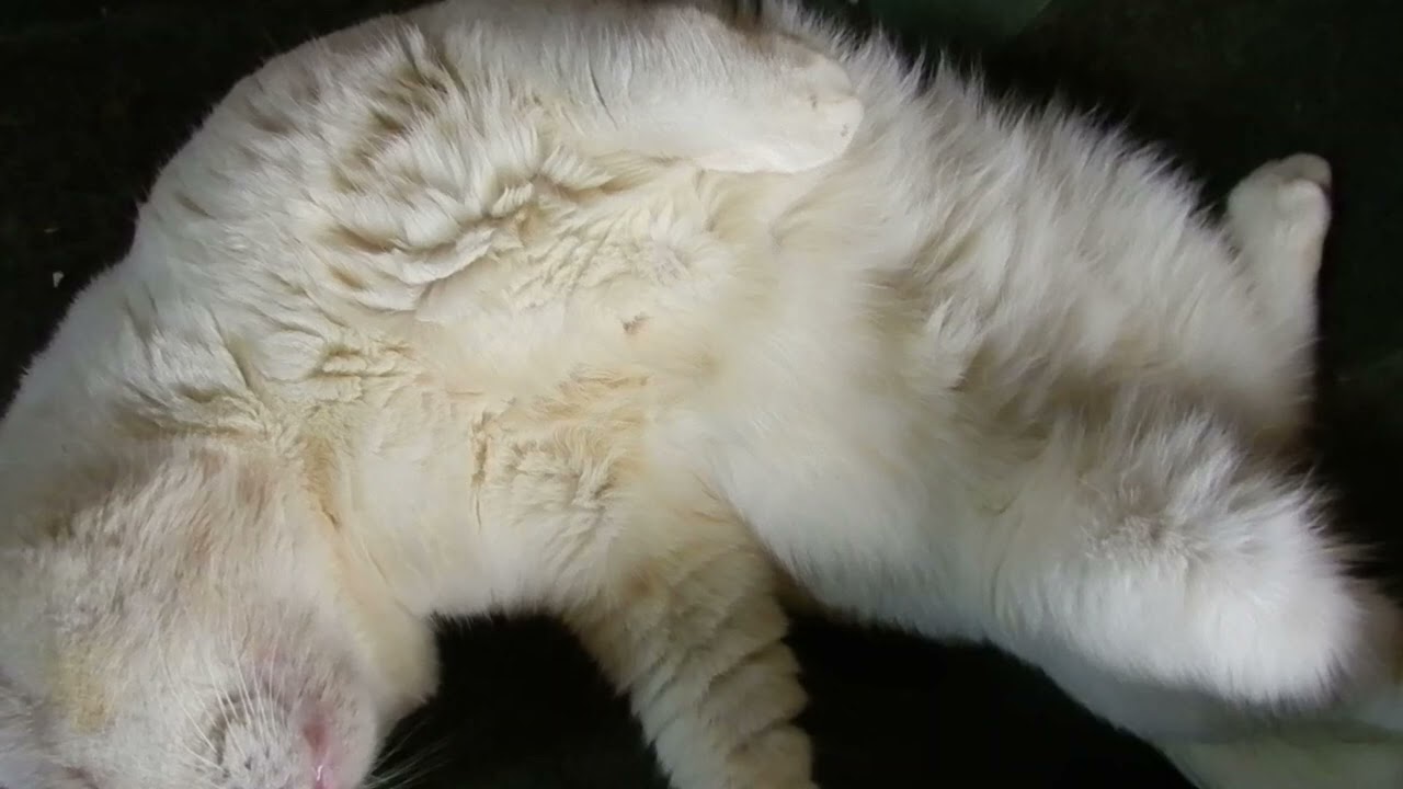 自分の尻尾をクッションにして寝てるアメリカンカールのヴィタル