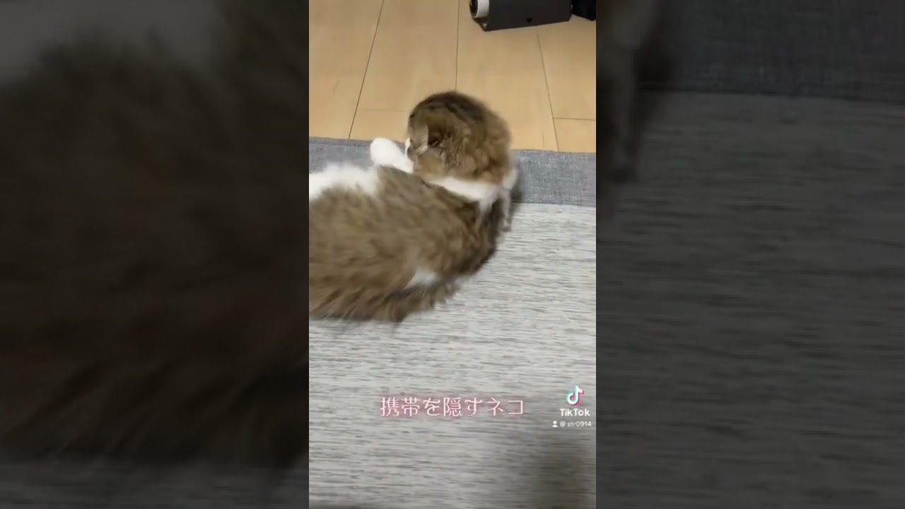 とりあえず…可愛い♥️#shorts #かわいい #スコティッシュフォールド #癒し #子猫 #モフモフ猫 #tiktok