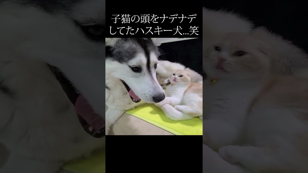 びっくり子猫の頭をなでてた犬がこちら...笑#shorts