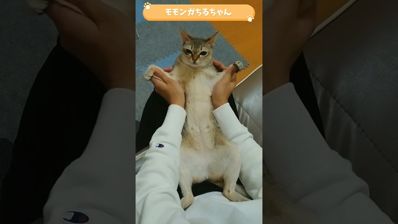 のびーるシンガプーラ猫　#shorts