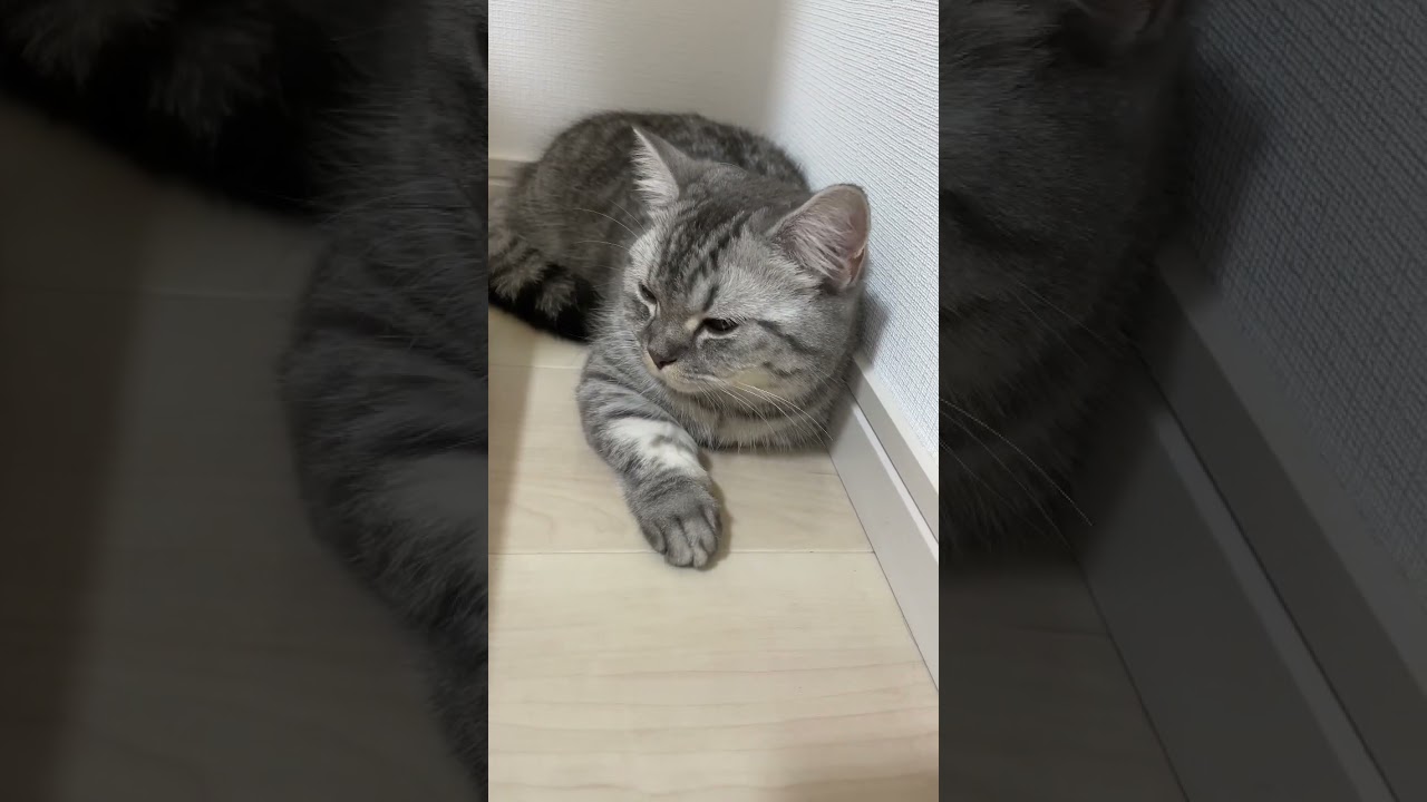 眠たくて仕方がない子猫😸 #shorts #猫 #マンチカン #cat #kitty #bts #yettocome