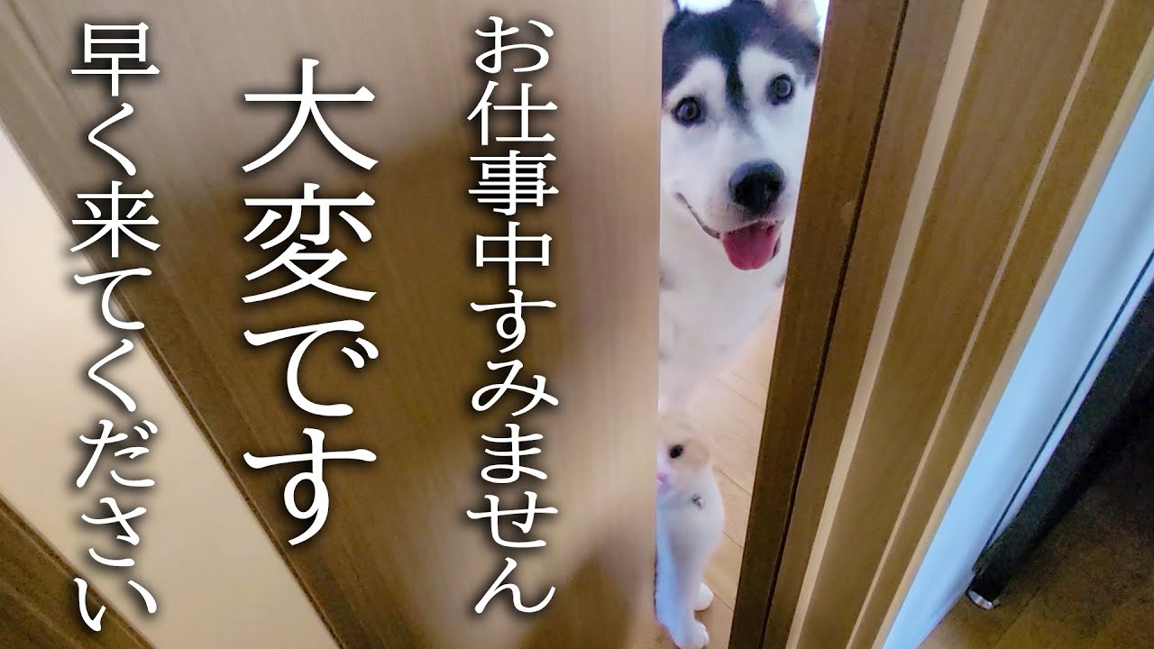 子猫とハスキー犬が騒いでるので急いでついて行ってみると...