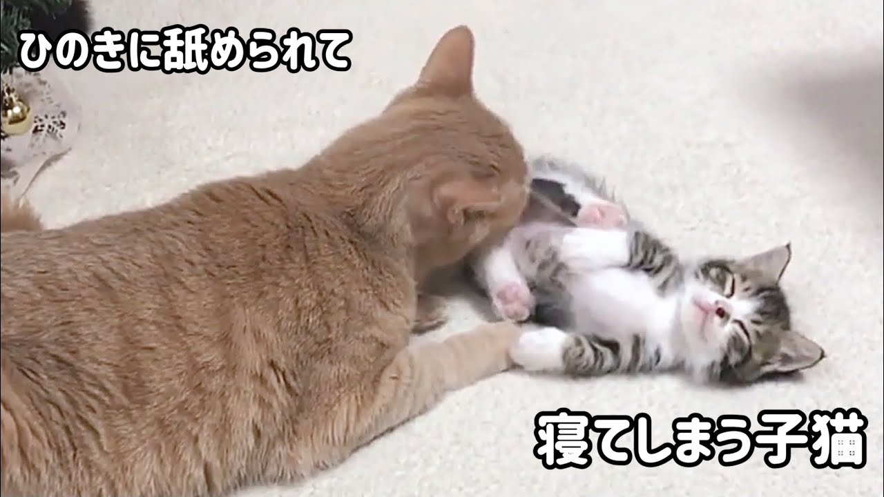 ひのきに寝かしつけられる子猫がかわいい