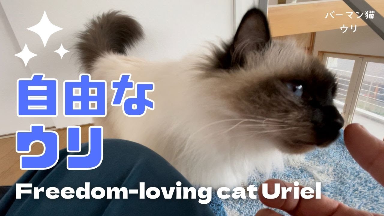 バーマン猫ウリ【自由なウリ】Freedom-loving cat Uriel（バーマン猫）Birman/Cat