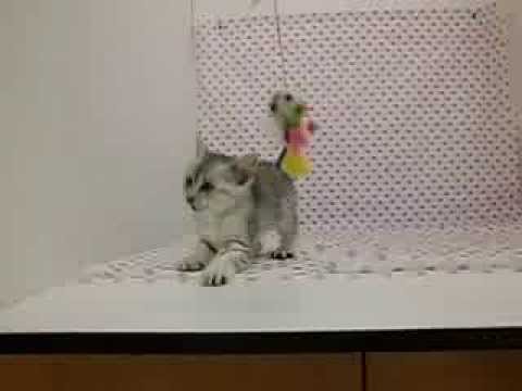 ペットショップCoo＆RIKU　00208051　エジプシャンマウ