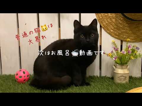 【ナナハチ’s ROOM】ボンベイの男の子　20200824