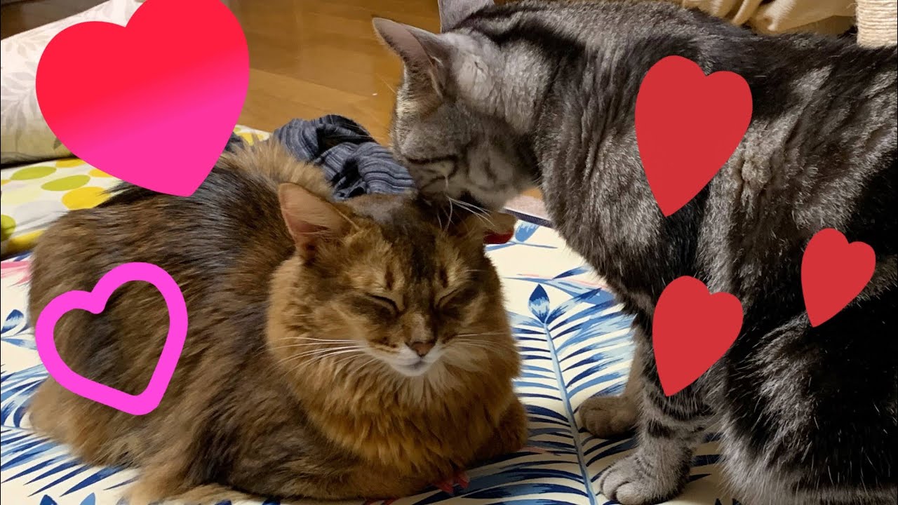 【仲良し猫】大好きなソマリが寝ている隙にお世話しまくるアメショ #shorts